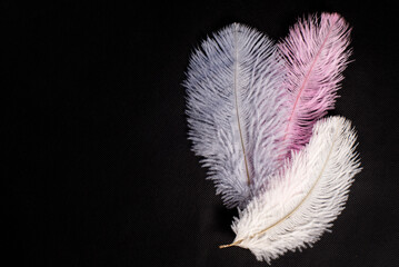 Set of multi-colored feathers on a black background.
