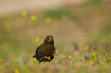 Female common blackbird Turdus merula cabrerae. La Ballena. Las Palmas de Gran Canaria. Gran Canaria. Canary Islands. Spain.