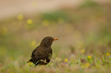 Female common blackbird Turdus merula cabrerae. La Ballena. Las Palmas de Gran Canaria. Gran Canaria. Canary Islands. Spain.