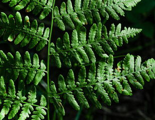 Close up of Fern frond on dark background