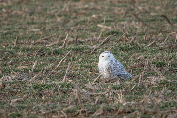 Snowy Owl ((Bubo scandiacus)  an arctic visitor to Pennsylvania farm field in Lancaster County.