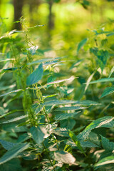 Sun stinging nettles dioica urtica nettle green background.