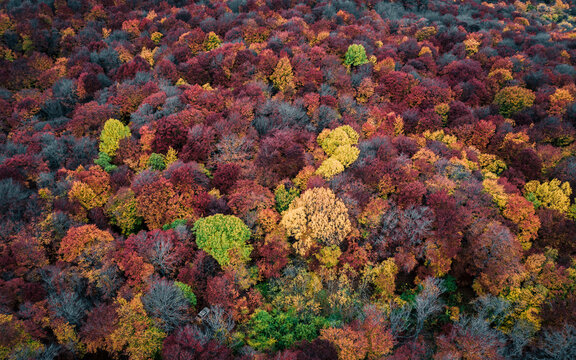Aerial view of forest trees from top in autumn, Autonomous Republic of Crimea, Ukraine.