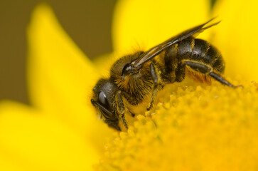 Canary black bee Apis mellifera. Valleseco. Gran Canaria. Canary Islands. Spain.
