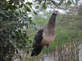 peacock in the wild