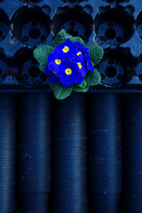 Blue primrose in a dark background. Primula vulgaris. Garden decoration
