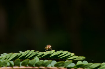 Hoverfly Meliscaeva auricollis on a branch. Female. Valleseco. Gran Canaria. Canary Islands. Spain.
