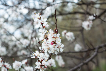 Cherry blossoms in spring. Cherry blossoms on a branch during flowering