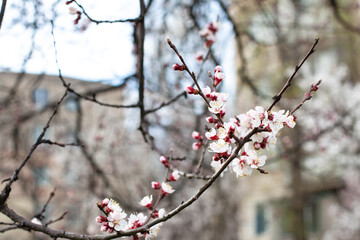 Cherry blossoms in spring. Cherry blossoms on a branch during flowering