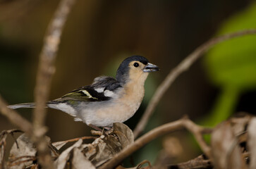 Male chaffinch Fringilla canariensis bakeri. Valleseco. Gran Canaria. Canary Islands. Spain.