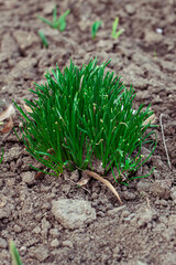 Daffodils grow out of the ground in early spring. The first spring flowers