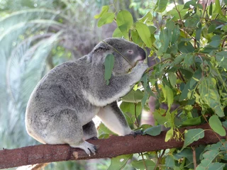 Foto op Plexiglas A closeup of a cute koala eating eucalyptus leaves in a zoo with a blurry background © Serge Braun/Wirestock