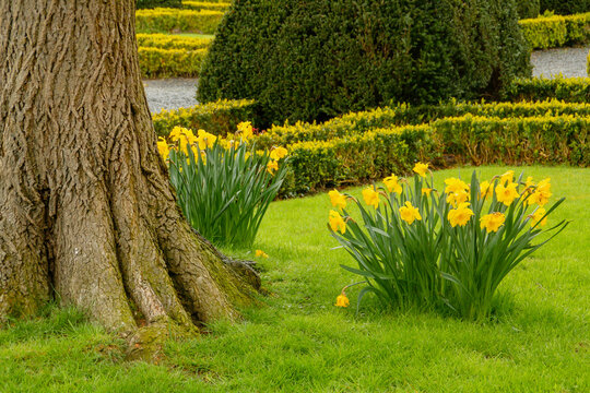 Narcisos amarillos en el castillo de Gaasbeek ubicado en el municipio de Lennik, B&eacute;lgica. El patio y los jardines del castillo.