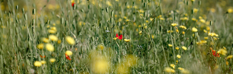 Colorful blooming summer meadow with red-pink poppy flowers, yellow chamomile. A field of wild summer flowers. Summer landscape background with beautiful flowers. Banner © Нина Зайцева