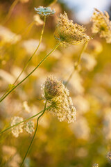 Flowering meadow wildflower petals blossom.