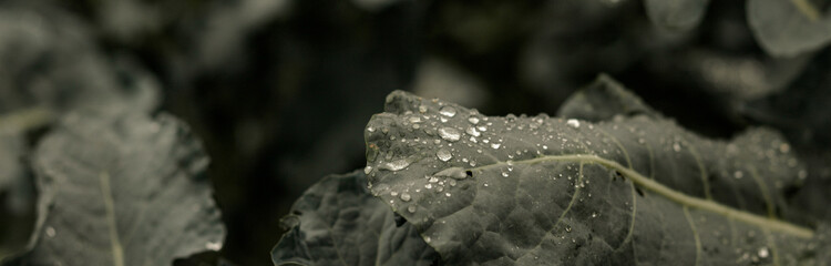 Young green cabbage leaves.Young cabbage.space for copying.Banner