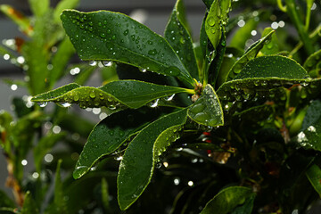 Planta con gotas de agua en las hojas.