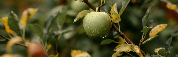 Young green leaves of an apple tree.A green apple..space for copying.Banner