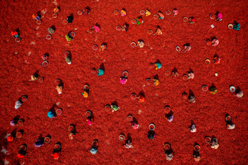 Aerial view of people working in a small farm collecting red chillies In a field, Rajshahi province, Bangladesh.