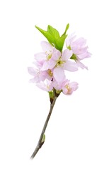 桜 さくら 花 イラスト リアル