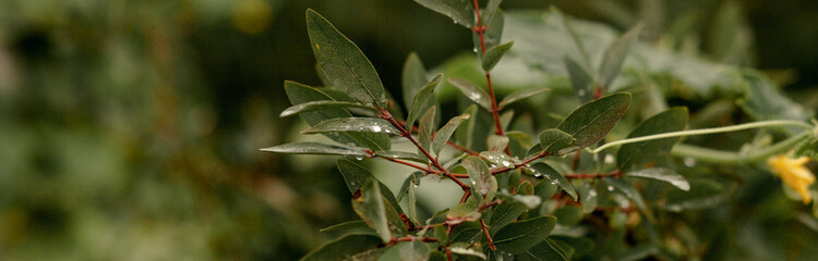 Young green leaves on trees.Summer.space for copying.Banner