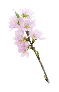 桜散る の画像 13 3 件の Stock 写真 ベクターおよびビデオ Adobe Stock