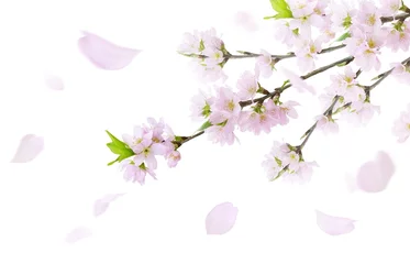 Tuinposter 桜 さくら 花 イラスト リアル セット © akaomayo