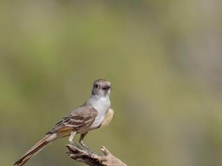 Ash-Throated Flycatcher