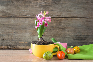 Happy Easter holiday greeting card; Easter eggs and blooming pink hyacinht flower in yellow tea cup on old wooden background