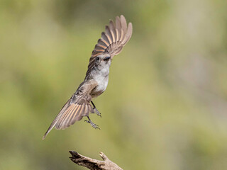 Ash-Throated Flycatcher