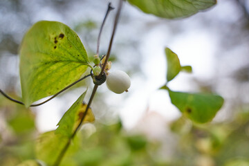 Close up of a white berry with leaves.