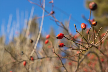 Close up photo of a ripe rose hip juicy berry growing in the forest on sunny day over a blurry blue sky background.