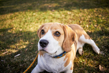 Little cute beagle on a walk in a park.