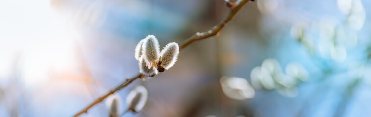 Spring branches of pussy willow on colorful blurred background. Beautiful panoramic scenery
