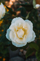yellow rose in the garden