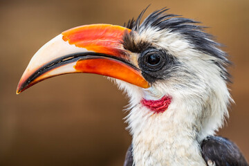 Red-billed Hornbill (Tokus) at El Karama Ranch, Laikipia County, Kenya