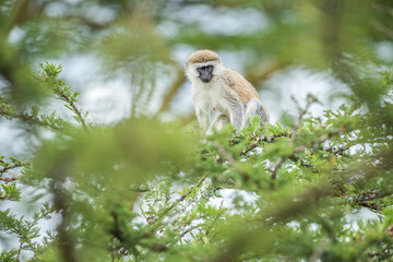 Vervet Monkey (Chlorocebus pygerythrus) at El Karama Ranch, Laikipia County, Kenya