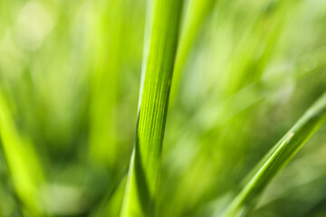 Abstract spring background with green grass