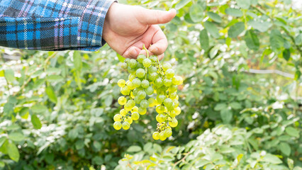 Farmer Inspecting His Ripe Wine Grapes Ready For Harvest.