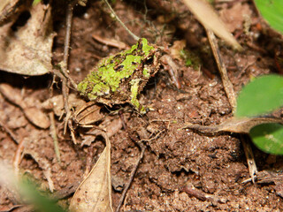 Naklejka premium A green burrowing frog amongst the leaf-litter of the rainforest floor at Andasibe-Mantadia National Park in Madagascar