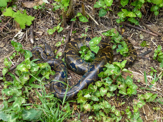 A Madagascar tree boa resting on the ground in the early morning at Andasibe-Mantadia National Park in Madagascar