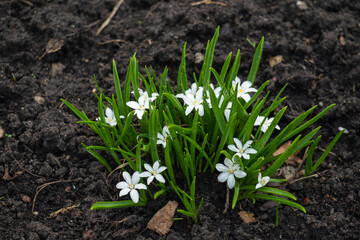 Ornithogalum grows in the garden. Perennial plants with linear basal leaves, growing from a bulb. Star-shaped flowers, Star of Bethlehem