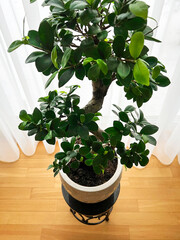Ficus Ginseng Bonsai tree in plastic pot. Ficus microphylla Ginseng. Home plant	