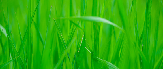 Abstract spring background with green grass