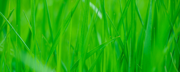 Abstract spring background with green grass