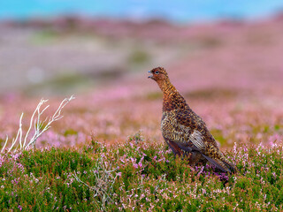 The Red Grouse in the blooming moor of Yorkshire Dales