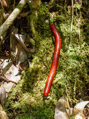 A Madagascar Red Millipede on an old moss-covered log at Andasibe-Mantadia National Park in Madagascar