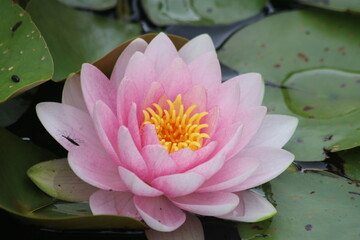 Beautiful Searose - Pink Seerose © Sascha Harazim