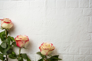 holiday roses on white texture background