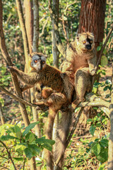 Common Brown Lemur with a baby at Andasibe-Mantadia National Park in Madagascar